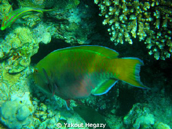 Bicolour parrotfish by Yakout Hegazy 